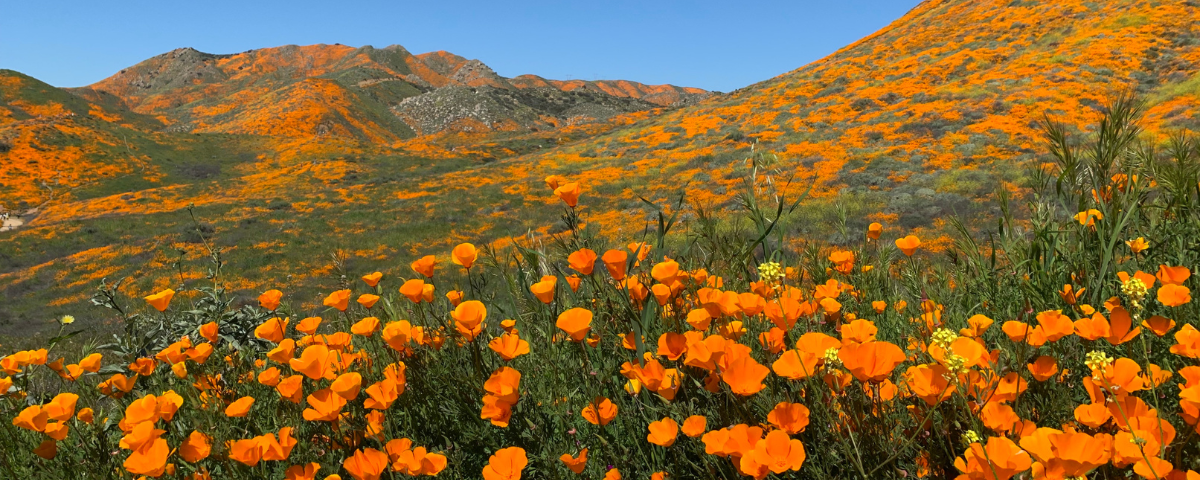 Have the Best Spring Ever at These OC Events