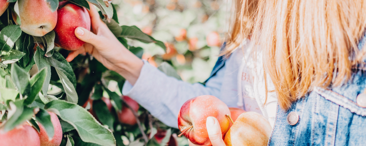 Fruit-Filled Adventures Await: 6 Sweet SoCal Spots to Pick Your Own Fresh Fruits
