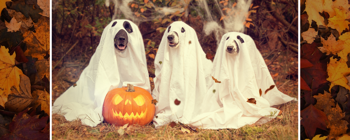 October Delights - Fall Into Fun with These Festive Events!