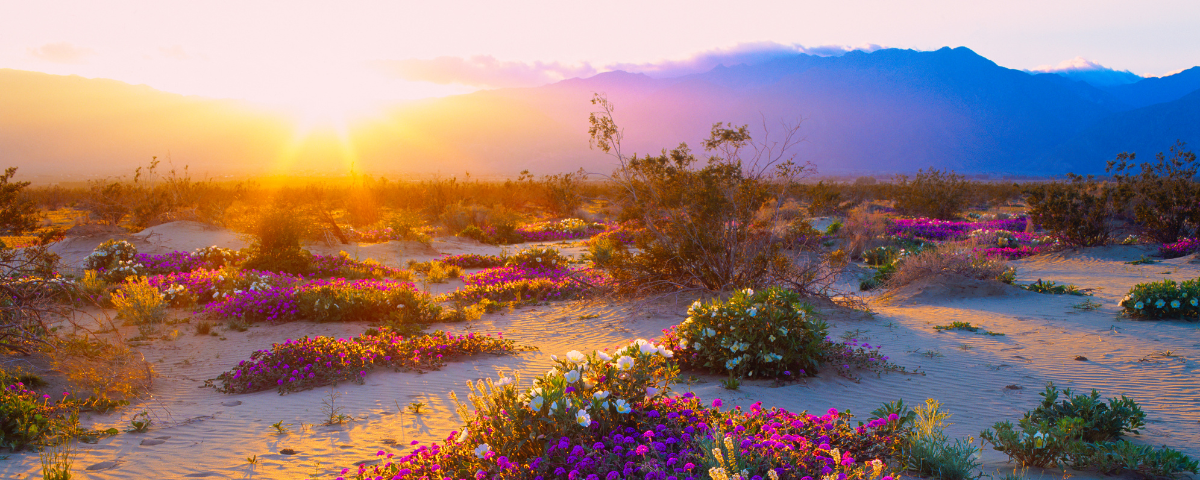 Forget the Filters: Witness OC + Coachella's Real-Life Flower Power!