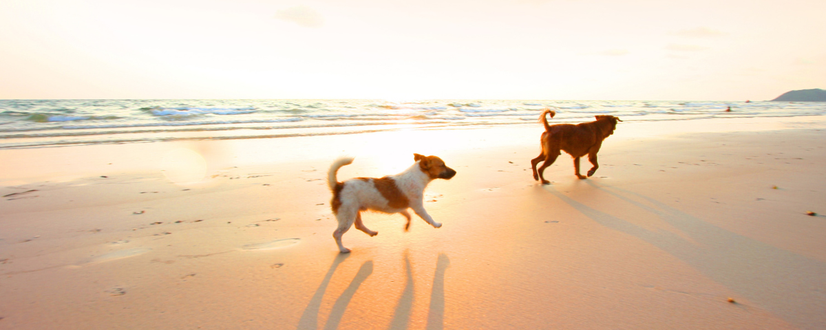 Unleash the Fun: 14 Pawsome Dog-Friendly Beaches in SoCal