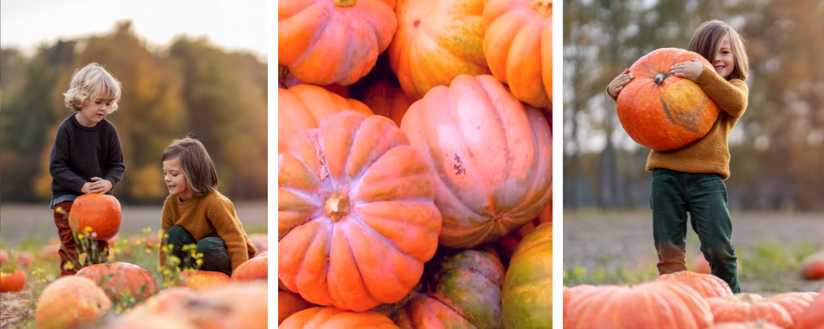 Discover Fall Magic at OC’s Top Pumpkin Patches