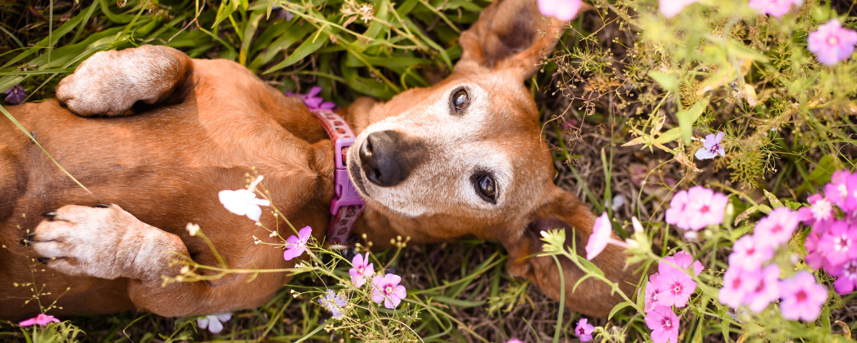 March in OC + The Desert Brings Sunshine, Festivities + Outdoor Adventures!