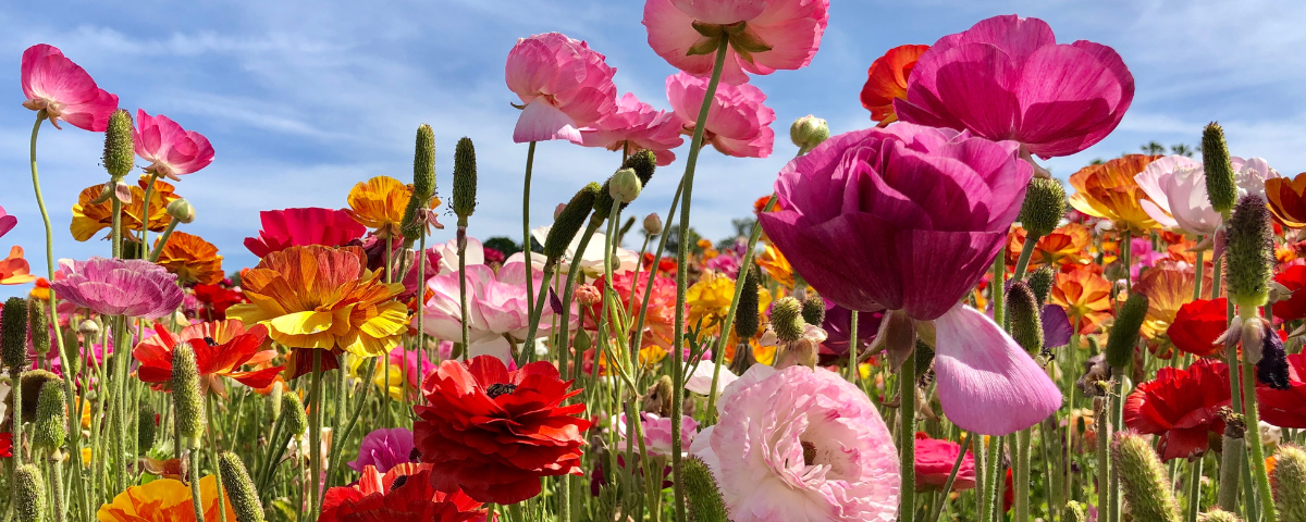 Best Spring Activities in Southern California: Embrace the Luxury Lifestyle