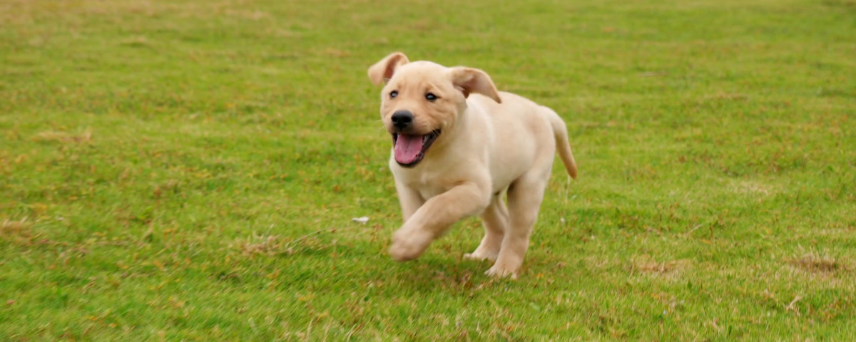 Best Dog Parks in Orange County