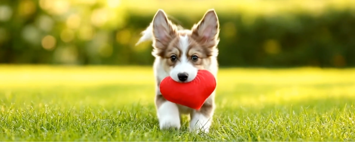 February Events in OC + The Desert