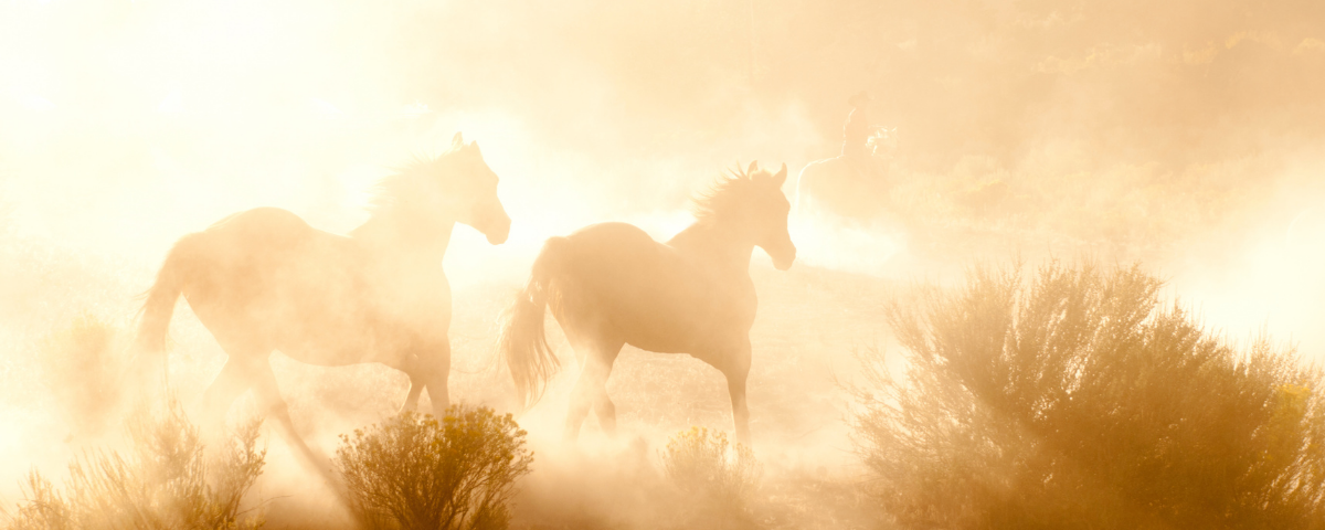 2026 Lunar New Year: Your Luxury Guide to the Year of the Horse