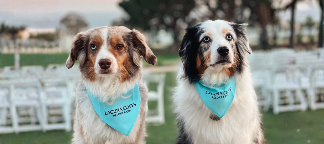 Dana Point Dog Life: Coastal Pup Paradise