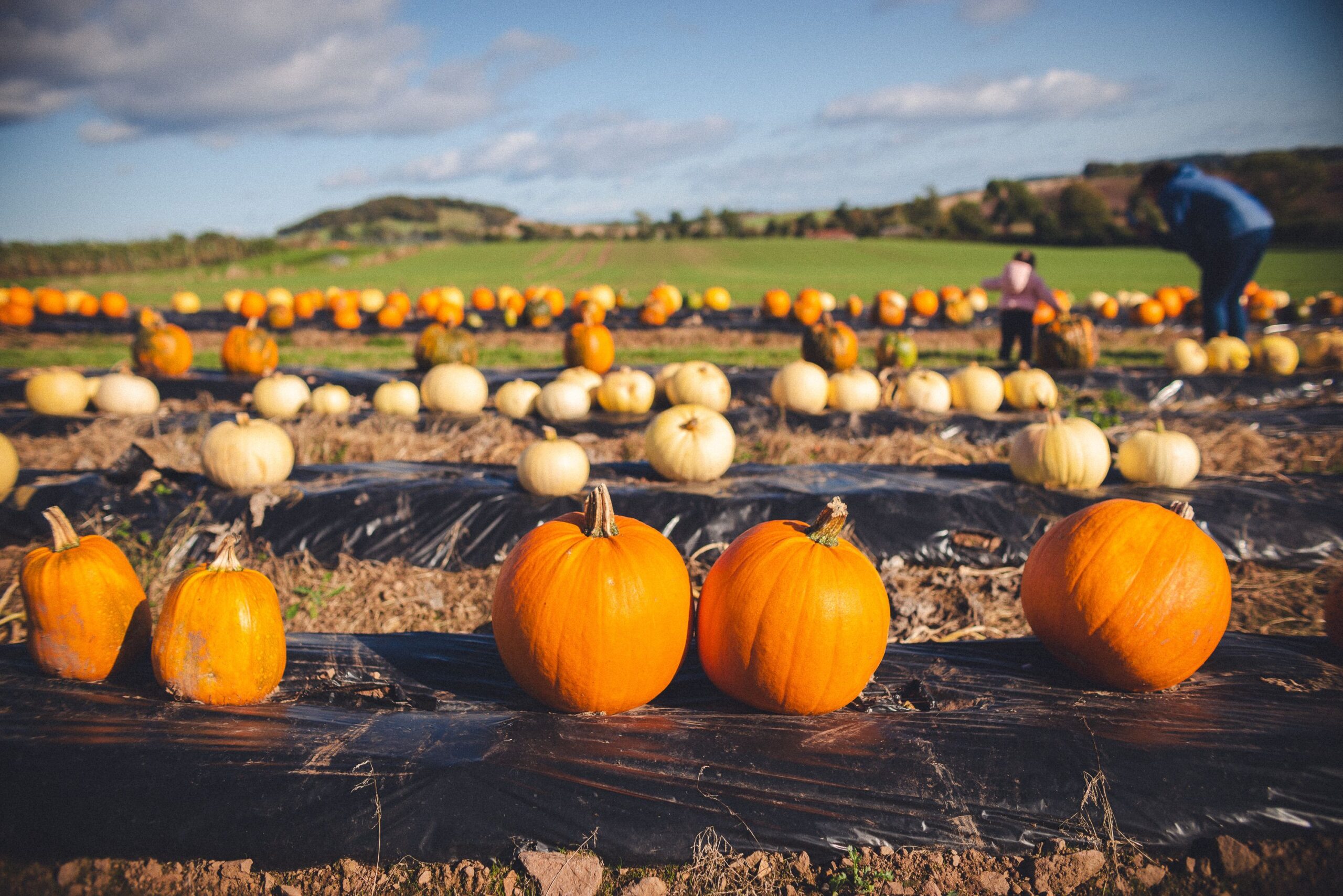Orange and white pumpkins spread across a sunny pumpkin patch with green fields and visitors in the background.